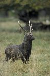 Sika2