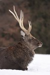 Sika3
